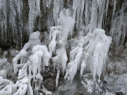 Frozen life